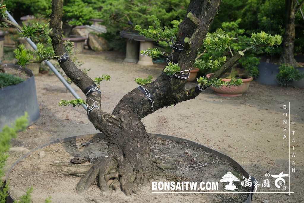 P1310190 [晶鑽羅漢松]等待，是為了下一次的蛻變(54) 蛻變專題(The plan)