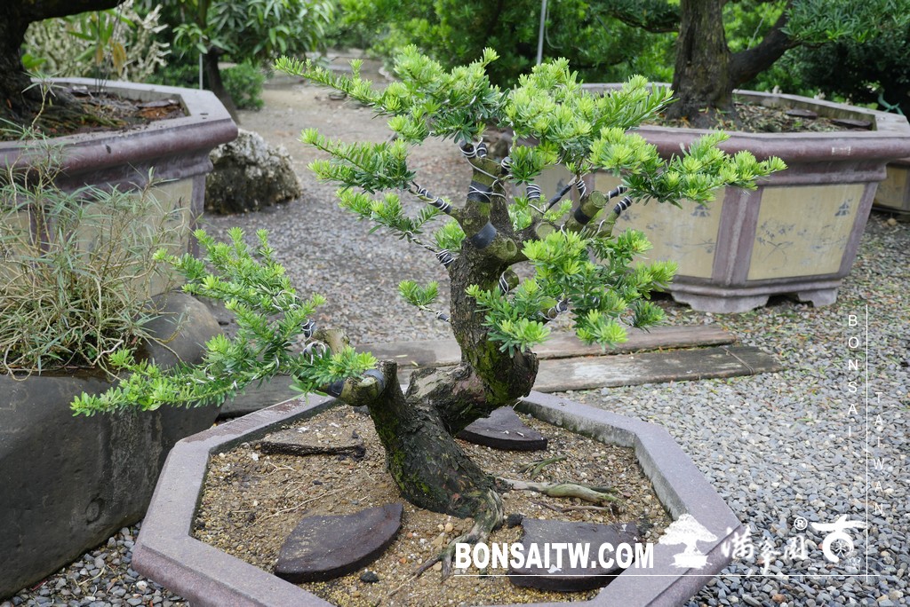 P1370381 [晶鑽羅漢松]等待，是為了下一次的蛻變(75) 盆栽(Bonsai)