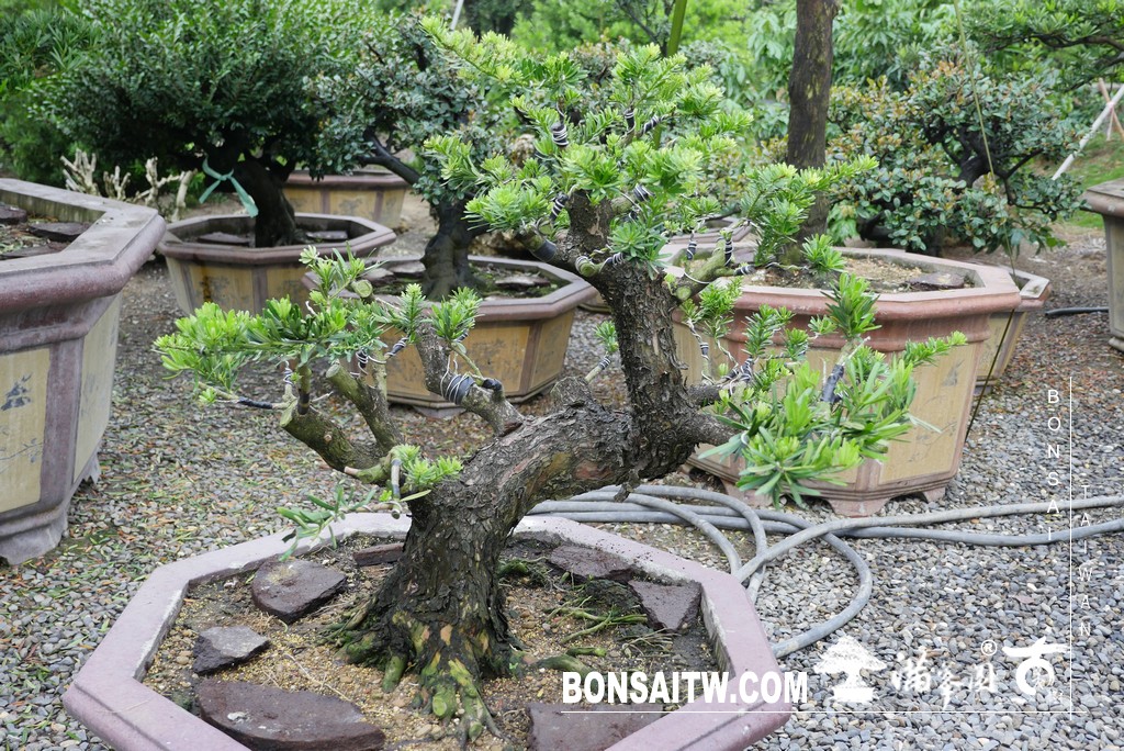 P1370382 [晶鑽羅漢松]等待，是為了下一次的蛻變(69) 盆栽(Bonsai)