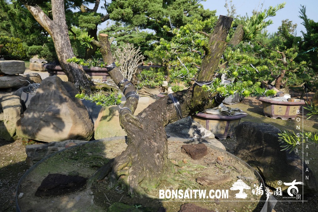 P1370938 [晶鑽羅漢松]等待，是為了下一次的蛻變(54) 蛻變專題(The plan)