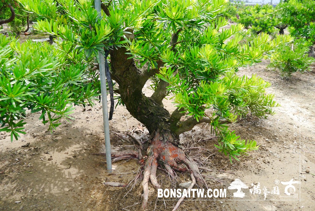 P1430869 [晶鑽羅漢松]等待，是為了下一次的蛻變(60) 蛻變專題(The plan)