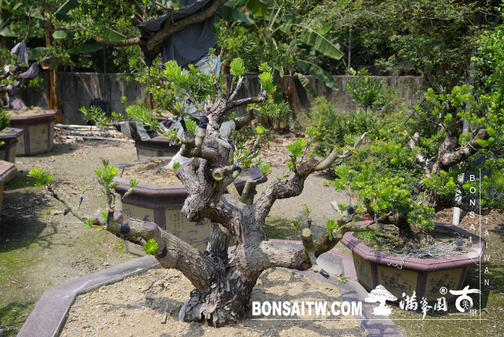 P1600455 [晶鑽羅漢松]等待，是為了下一次的蛻變(59) 蛻變專題(The plan)