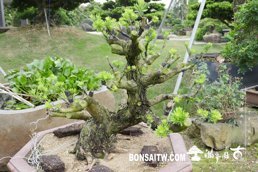 P1750148 [晶鑽羅漢松]等待，是為了下一次的蛻變(58) 我們的作品(Our Design)