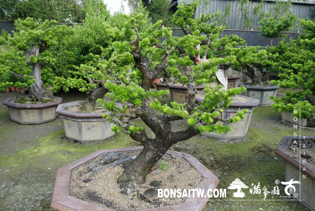 P1790056 [晶鑽羅漢松]等待，是為了下一次的蛻變(76) 盆栽(Bonsai)