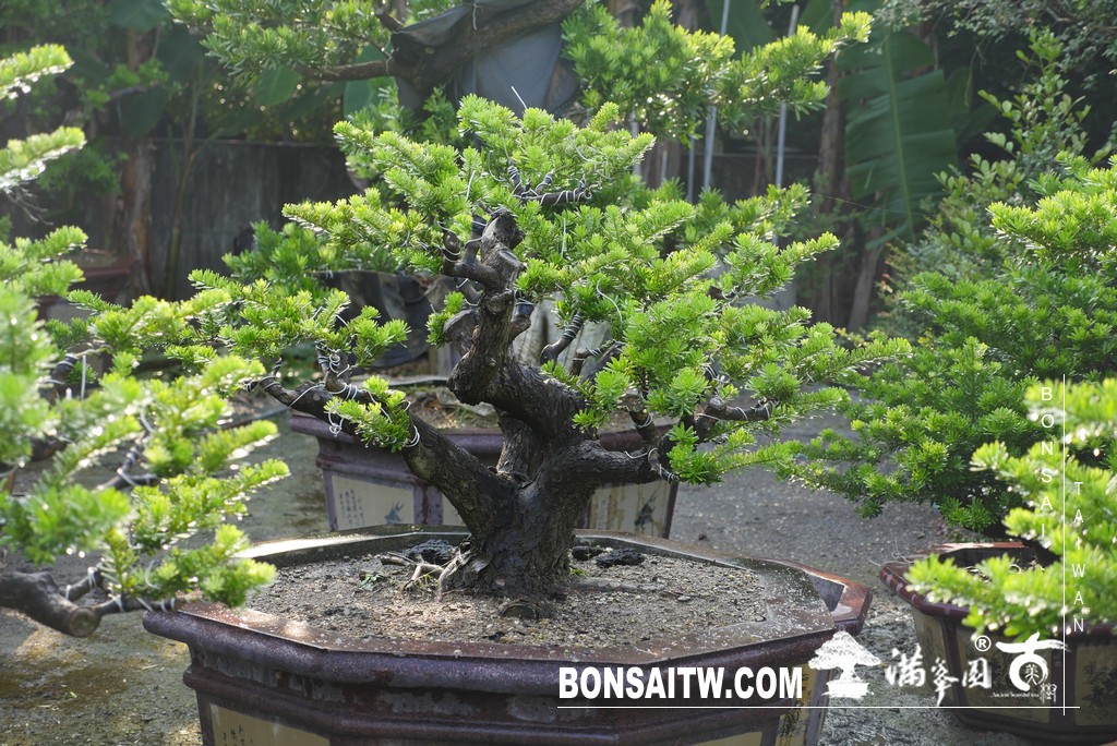 P1790091 [晶鑽羅漢松]等待，是為了下一次的蛻變(59) 蛻變專題(The plan)