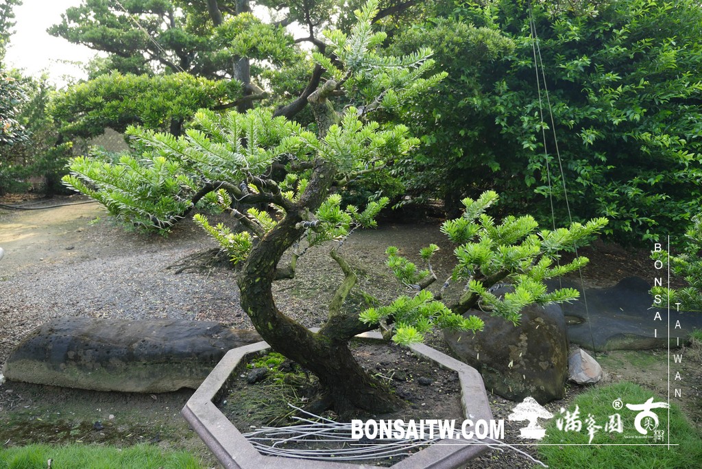 P1790171 1 [晶鑽羅漢松]等待，是為了下一次的蛻變(67) 盆栽(Bonsai)