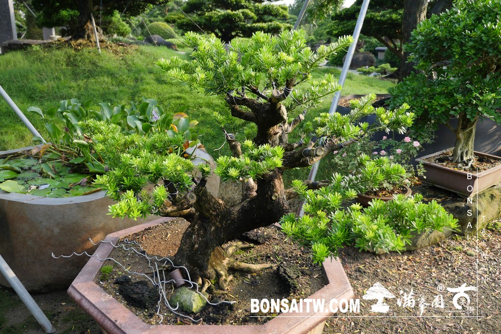 P1790277 [晶鑽羅漢松]等待，是為了下一次的蛻變(58) 我們的作品(Our Design)