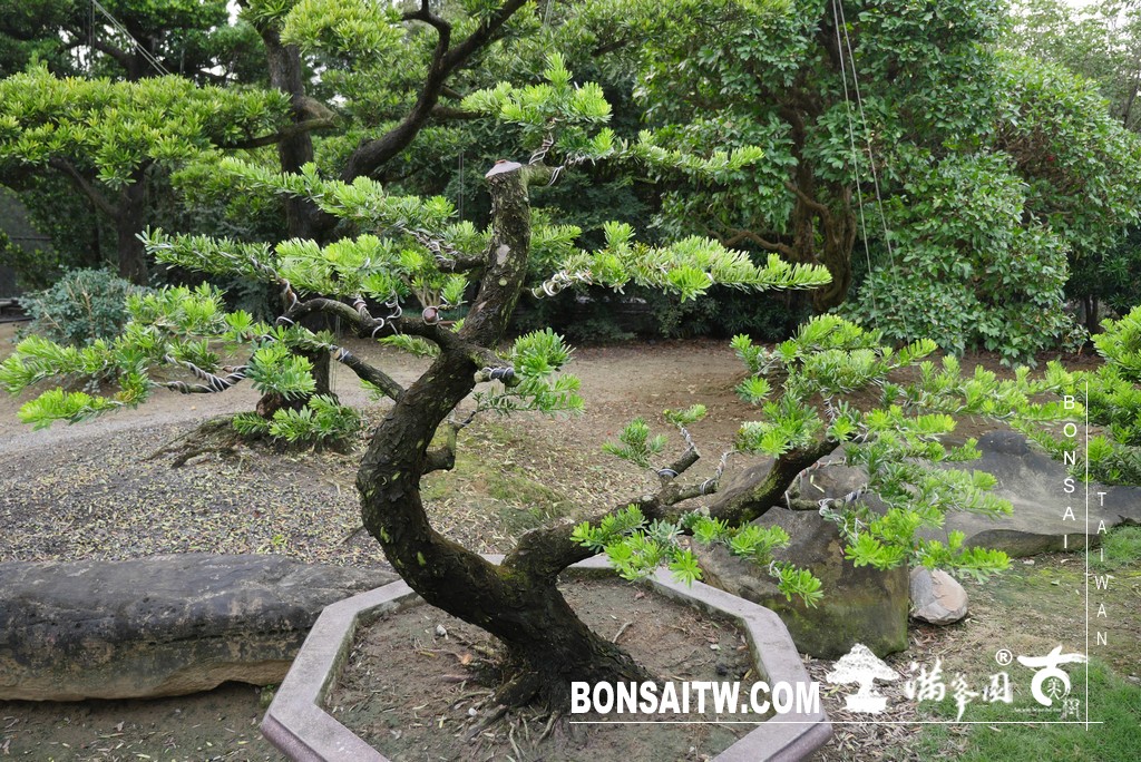 P1820742 1 [晶鑽羅漢松]等待，是為了下一次的蛻變(67) 盆栽(Bonsai)