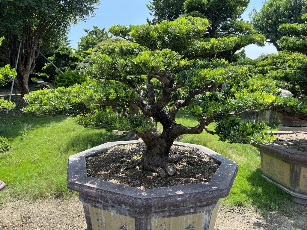 img 0750 [晶鑽羅漢松]等待，是為了下一次的蛻變(59) 蛻變專題(The plan)