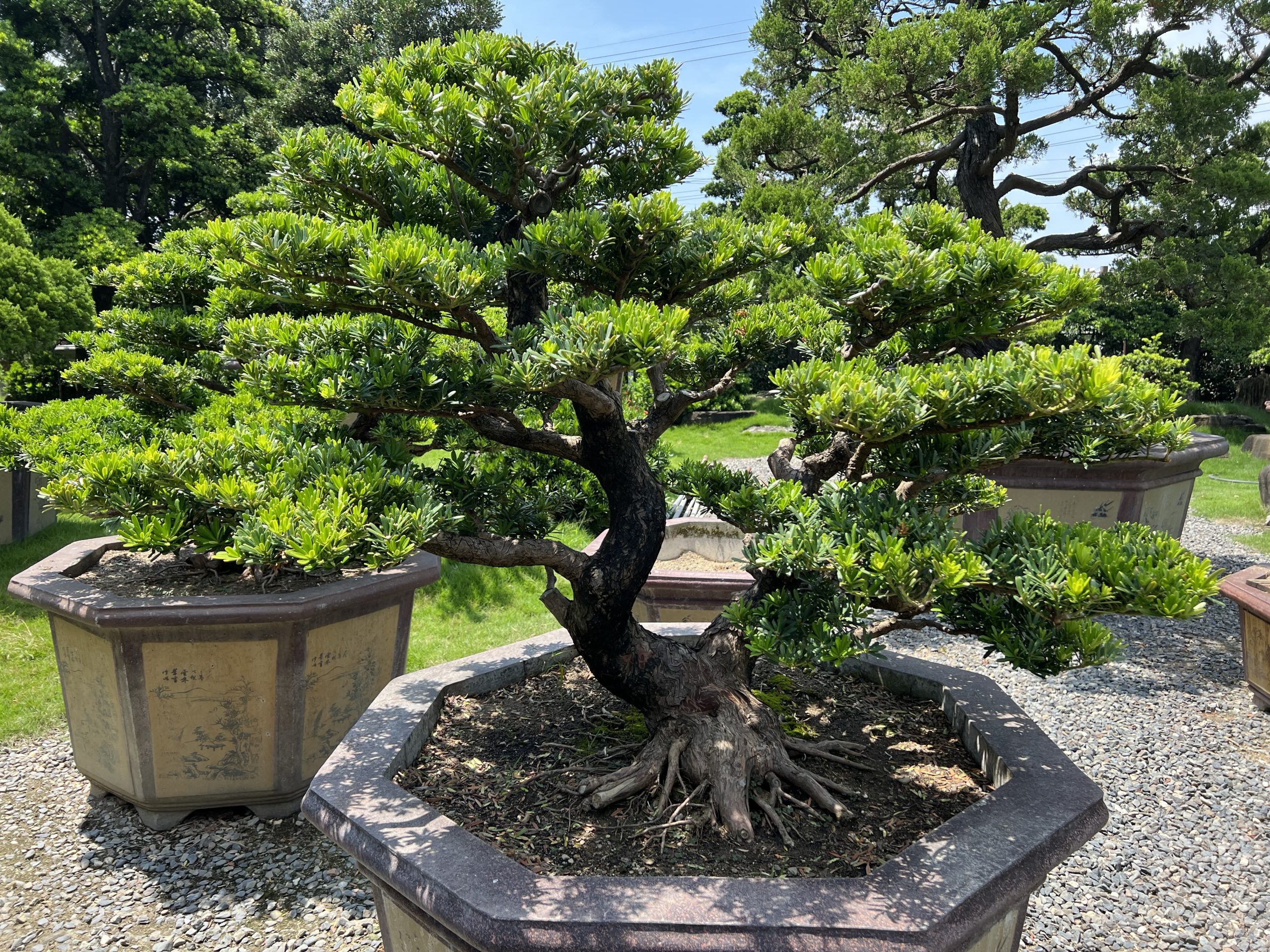 img 0752 [晶鑽羅漢松]等待，是為了下一次的蛻變(57) 盆栽(Bonsai)