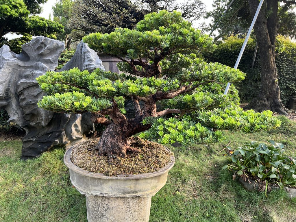 img 1131 [晶鑽羅漢松]等待，是為了下一次的蛻變(58) 我們的作品(Our Design)