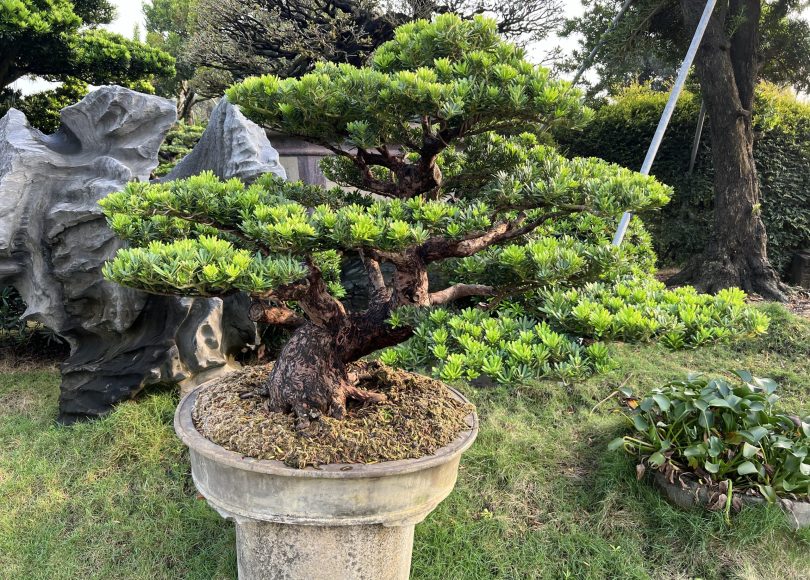 img 1131 [晶鑽羅漢松]等待，是為了下一次的蛻變(58) 我們的作品(Our Design)