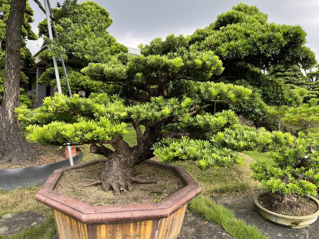 img 1256 [晶鑽羅漢松]等待，是為了下一次的蛻變(58) 我們的作品(Our Design)