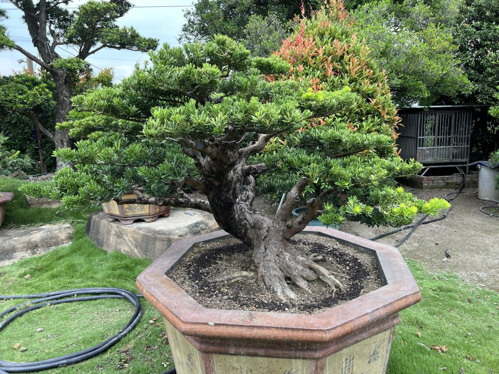 img 1343 [晶鑽羅漢松]等待，是為了下一次的蛻變(60) 蛻變專題(The plan)