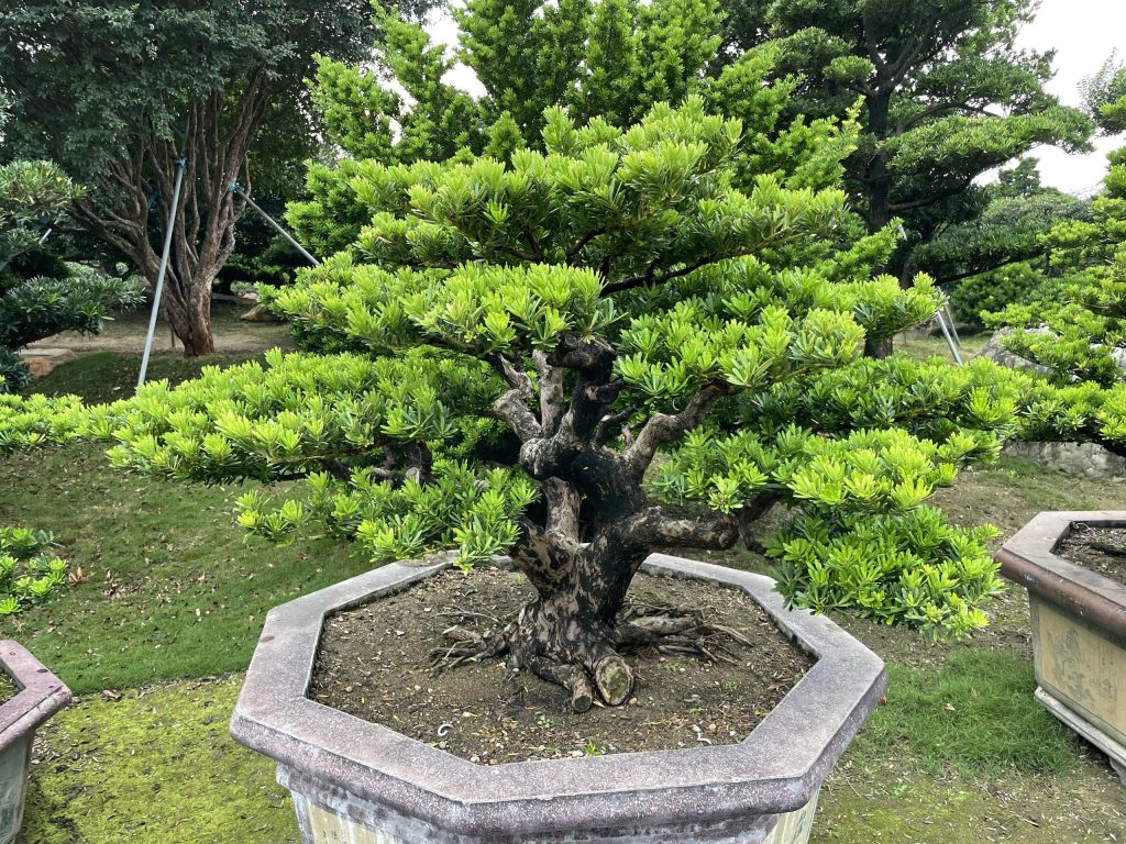 img 1569 [晶鑽羅漢松]等待，是為了下一次的蛻變(59) 蛻變專題(The plan)