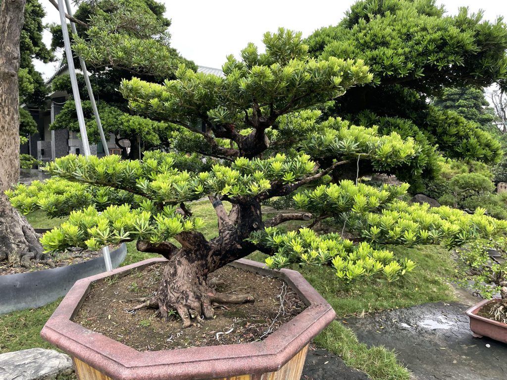 img 1574 [晶鑽羅漢松]等待，是為了下一次的蛻變(58) 我們的作品(Our Design)