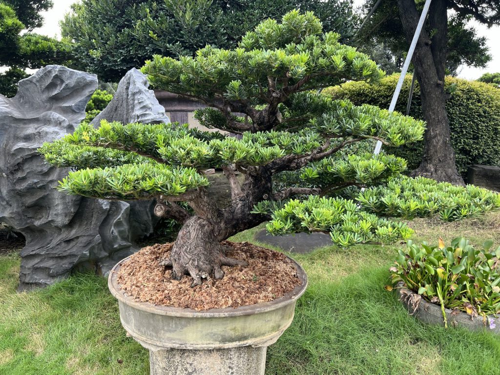 img 2282 [晶鑽羅漢松]等待，是為了下一次的蛻變(58) 我們的作品(Our Design)