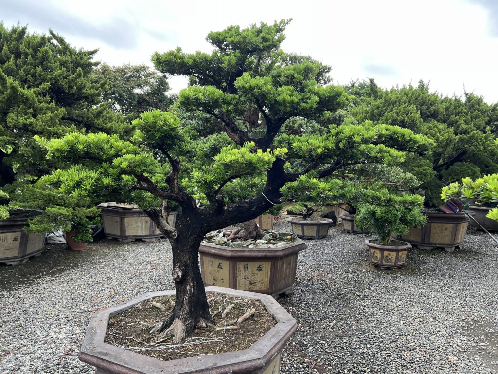 img 2890 [晶鑽羅漢松]等待，是為了下一次的蛻變(61) 蛻變專題(The plan)