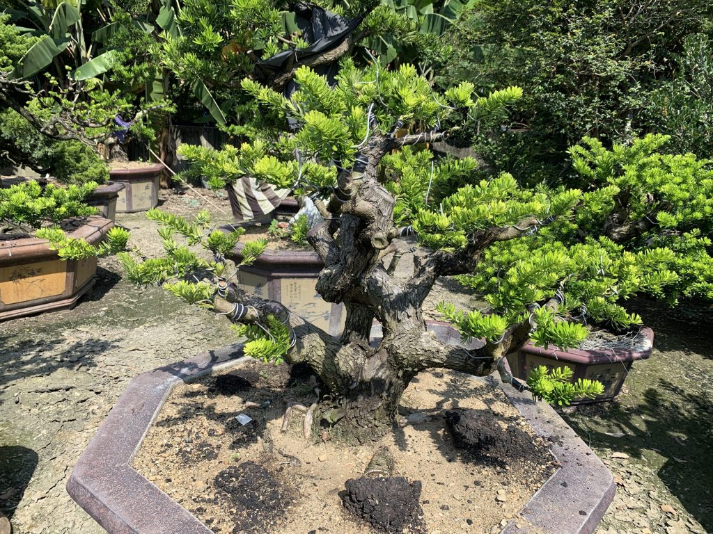 img 2990 [晶鑽羅漢松]等待，是為了下一次的蛻變(59) 蛻變專題(The plan)