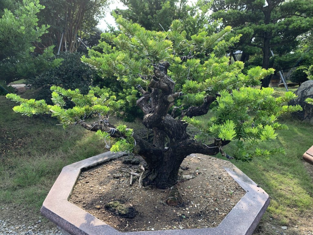 img 4573 [晶鑽羅漢松]等待，是為了下一次的蛻變(59) 蛻變專題(The plan)