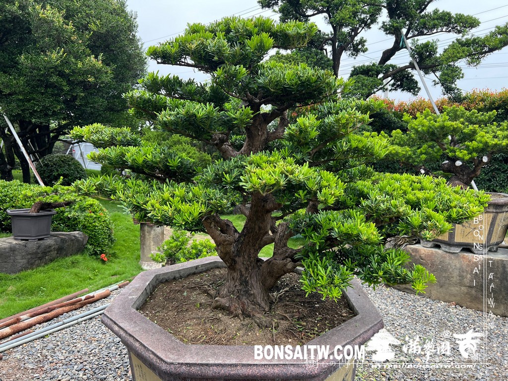 img 4701 [晶鑽羅漢松]等待，是為了下一次的蛻變(62) 盆栽(Bonsai)