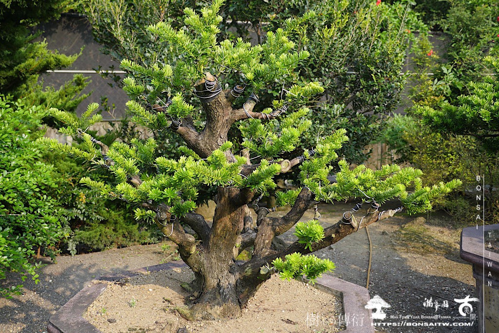 img 4727 [晶鑽羅漢松]等待，是為了下一次的蛻變(62) 盆栽(Bonsai)