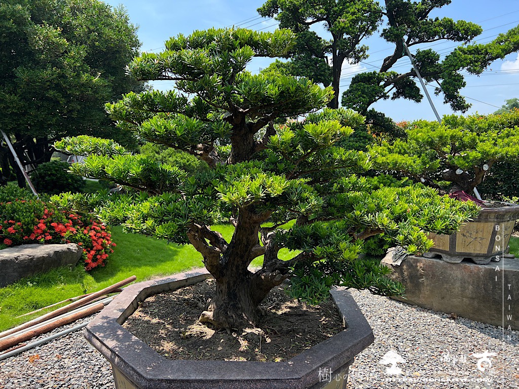 img 4728 [晶鑽羅漢松]等待，是為了下一次的蛻變(62) 盆栽(Bonsai)