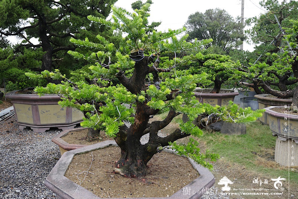 img 4730 [晶鑽羅漢松]等待，是為了下一次的蛻變(62) 盆栽(Bonsai)