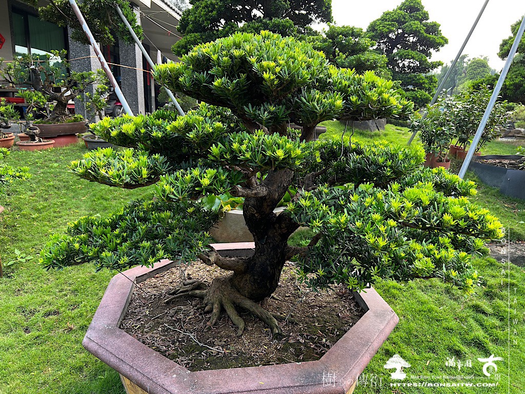 img 4736 [晶鑽羅漢松]等待，是為了下一次的蛻變(63) 盆栽(Bonsai)