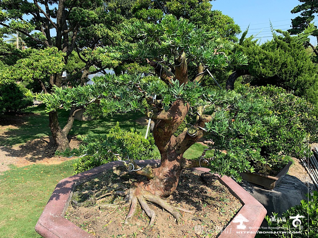 img 4737 [晶鑽羅漢松]等待，是為了下一次的蛻變(63) 盆栽(Bonsai)