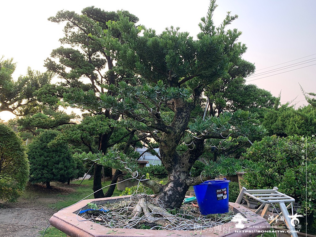 img 4738 [晶鑽羅漢松]等待，是為了下一次的蛻變(63) 盆栽(Bonsai)
