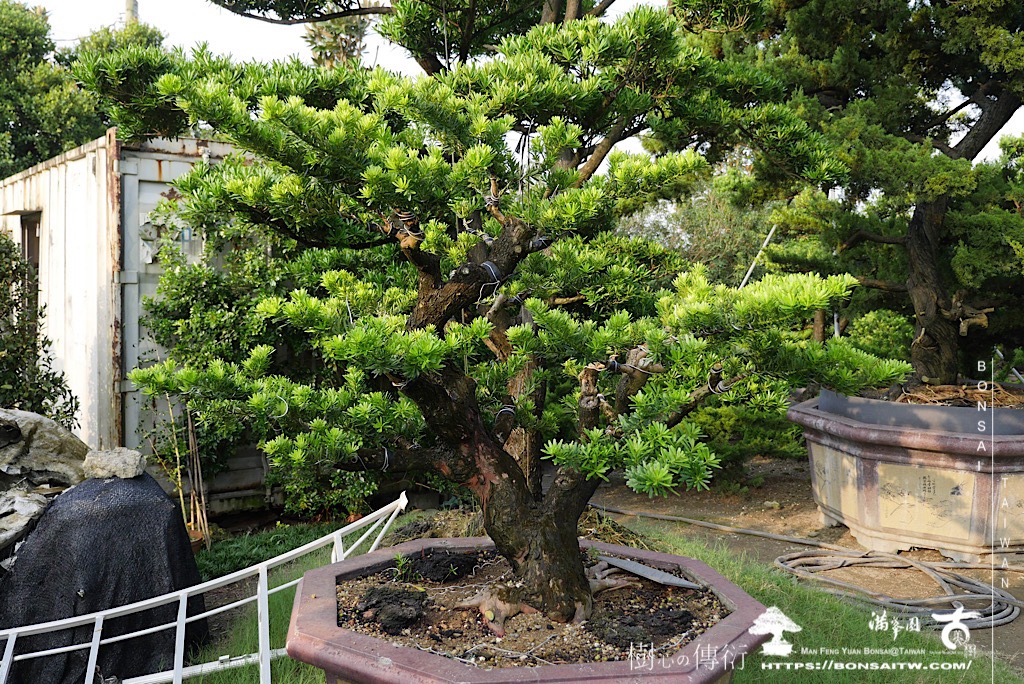 img 4750 [晶鑽羅漢松]等待，是為了下一次的蛻變(64) 盆栽(Bonsai)