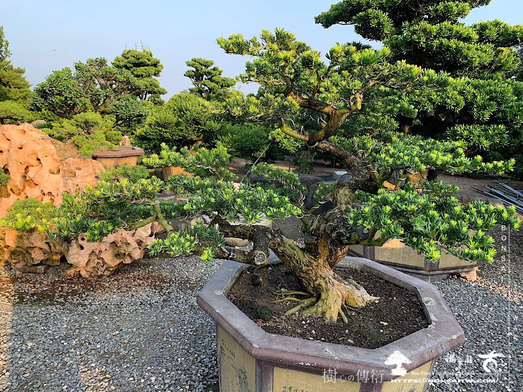 img 4830 [晶鑽羅漢松]等待，是為了下一次的蛻變(65) 蛻變專題(The plan)