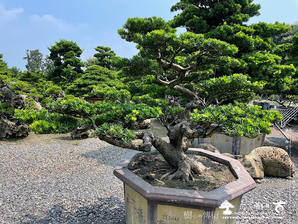 img 4833 [晶鑽羅漢松]等待，是為了下一次的蛻變(65) 蛻變專題(The plan)