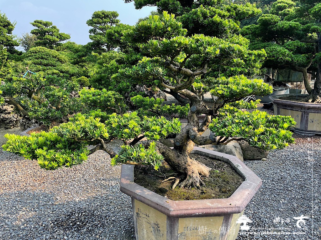 img 4834 [晶鑽羅漢松]等待，是為了下一次的蛻變(65) 蛻變專題(The plan)