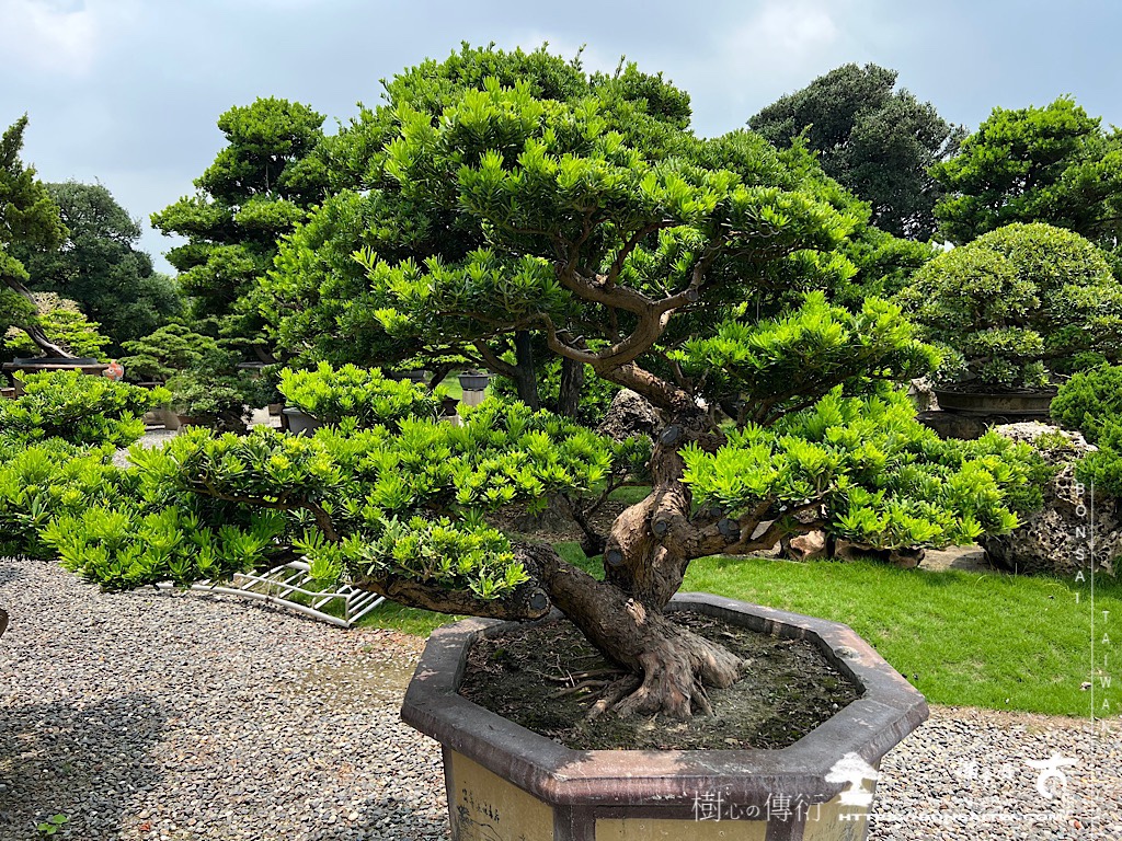 img 4835 [晶鑽羅漢松]等待，是為了下一次的蛻變(65) 蛻變專題(The plan)