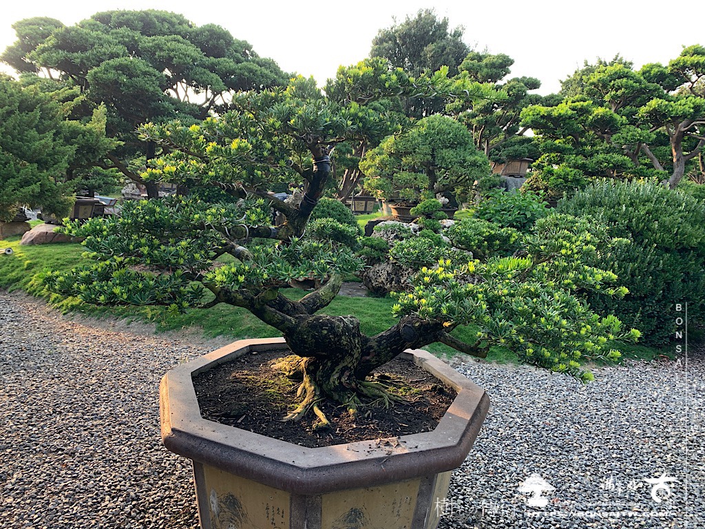 img 4865 [晶鑽羅漢松]等待，是為了下一次的蛻變(66) 盆栽(Bonsai)