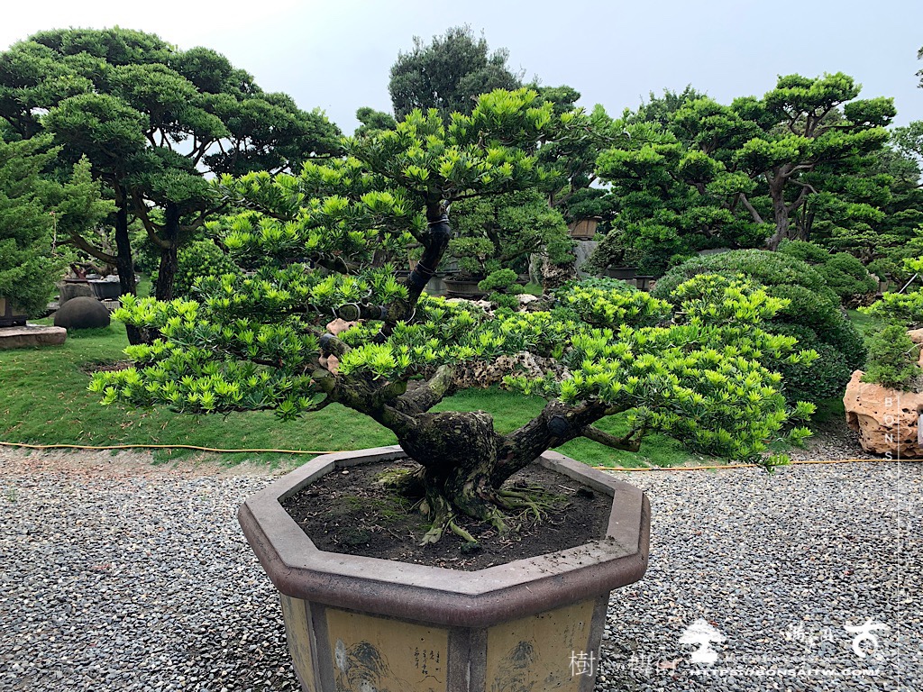 img 4866 [晶鑽羅漢松]等待，是為了下一次的蛻變(66) 盆栽(Bonsai)