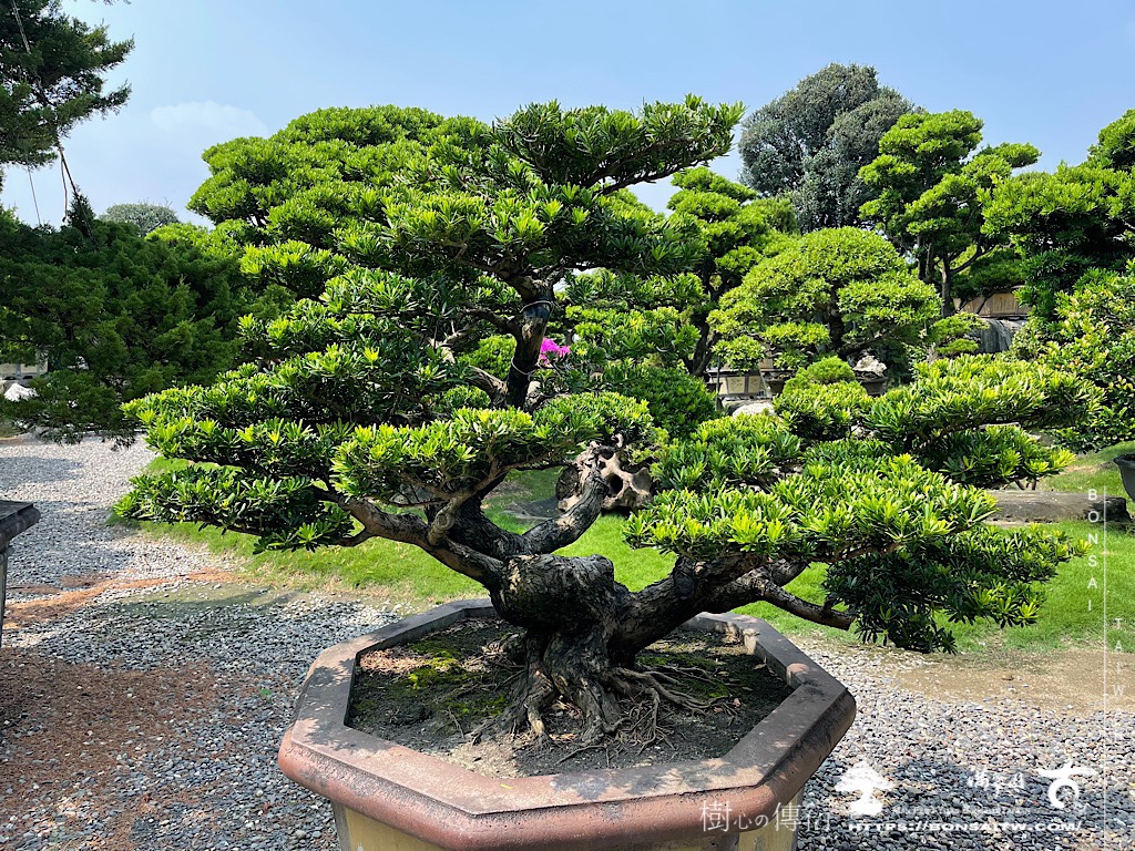 img 4867 [晶鑽羅漢松]等待，是為了下一次的蛻變(66) 盆栽(Bonsai)