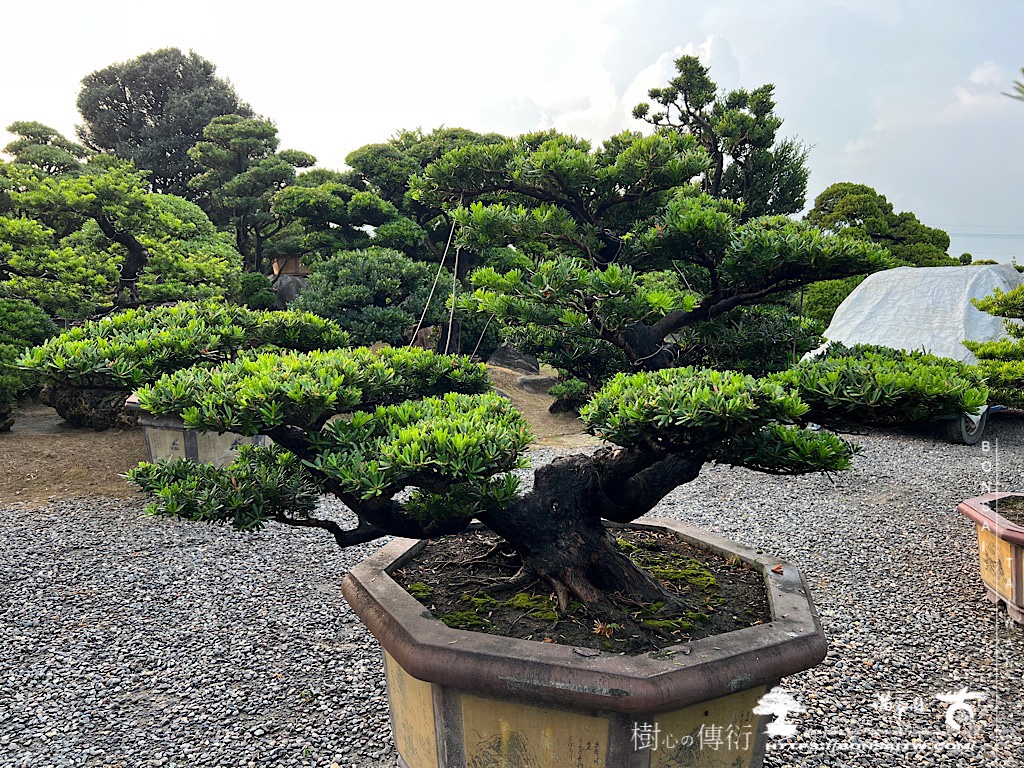 img 4869 [晶鑽羅漢松]等待，是為了下一次的蛻變(66) 盆栽(Bonsai)