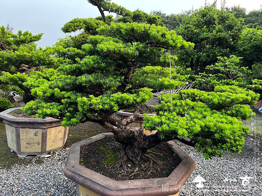 img 4871 [晶鑽羅漢松]等待，是為了下一次的蛻變(66) 盆栽(Bonsai)