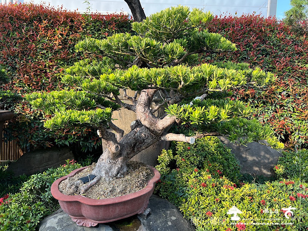 img 5056 [晶鑽羅漢松]等待，是為了下一次的蛻變(70) 盆栽(Bonsai)