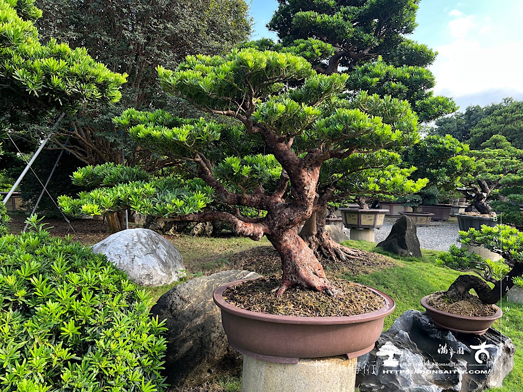 img 5059 [晶鑽羅漢松]等待，是為了下一次的蛻變(71) 盆栽(Bonsai)