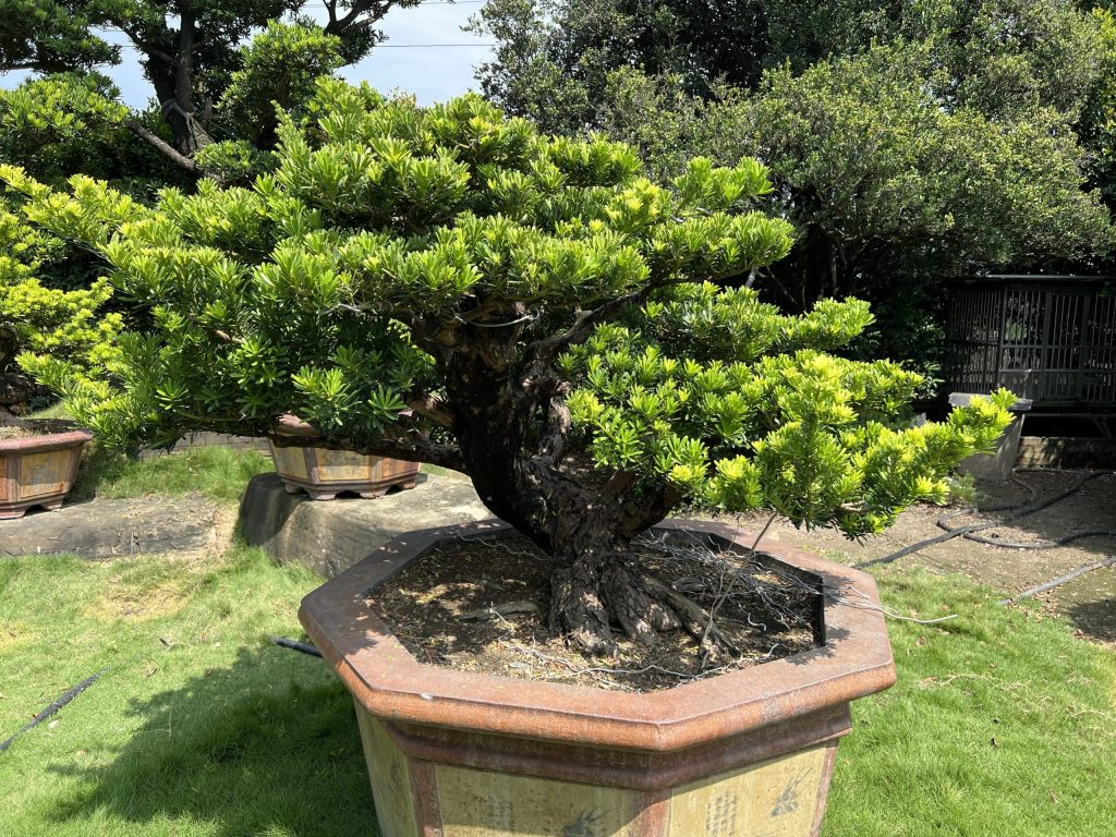 img 5078 [晶鑽羅漢松]等待，是為了下一次的蛻變(60) 蛻變專題(The plan)