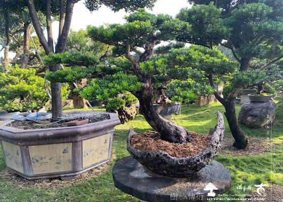 img 5326 [晶鑽羅漢松]等待，是為了下一次的蛻變(68) 等待，是為了下一次的蛻變