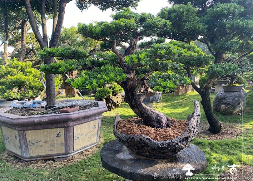 img 5326 [晶鑽羅漢松]等待，是為了下一次的蛻變(68) 盆栽(Bonsai)