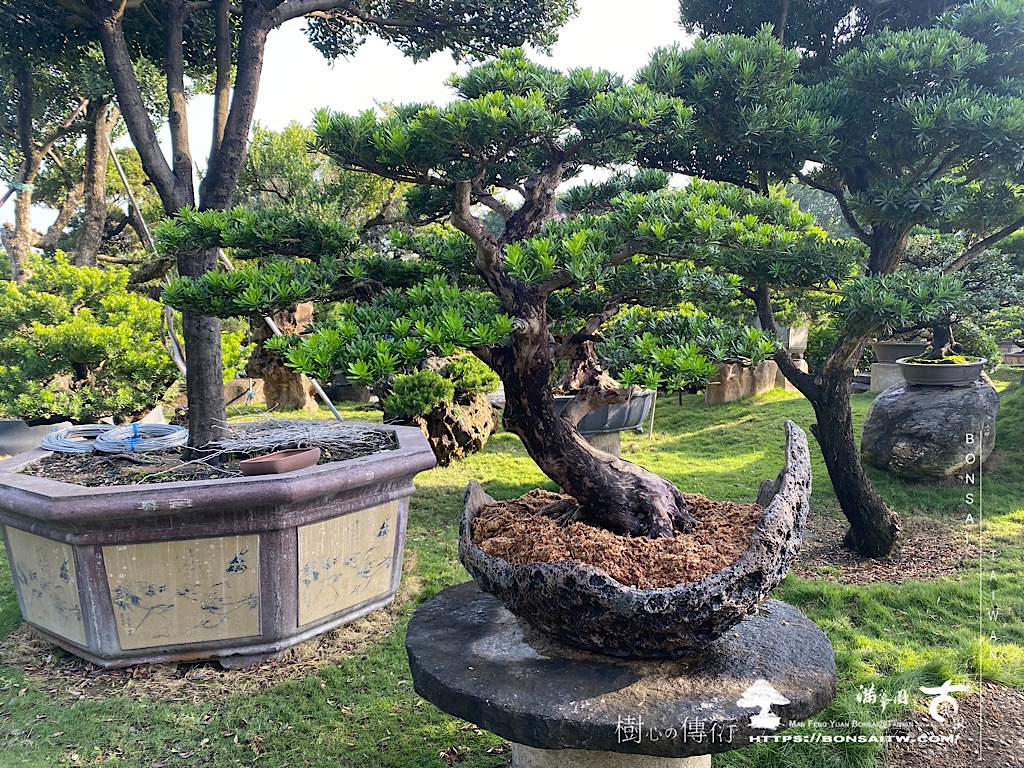 img 5326 [晶鑽羅漢松]等待，是為了下一次的蛻變(68) 盆栽(Bonsai)
