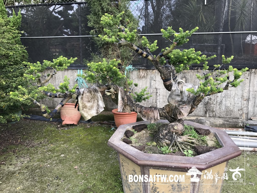 img 6149 [晶鑽羅漢松]等待，是為了下一次的蛻變(72) 蛻變專題(The plan)