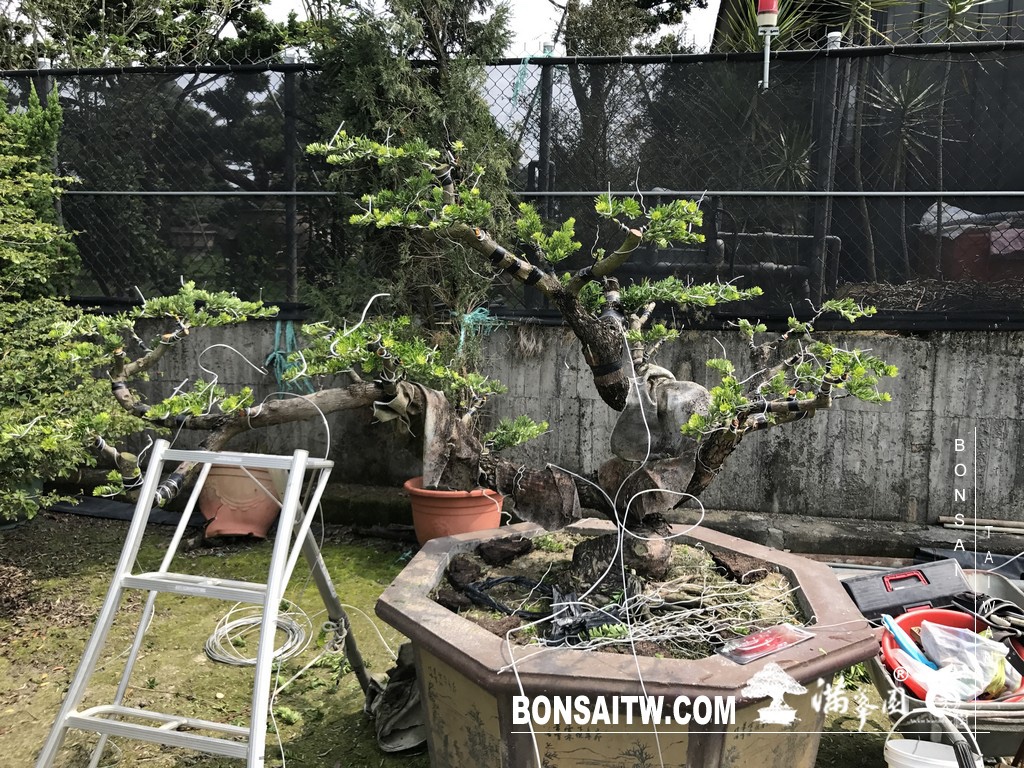 img 6150 [晶鑽羅漢松]等待，是為了下一次的蛻變(72) 蛻變專題(The plan)