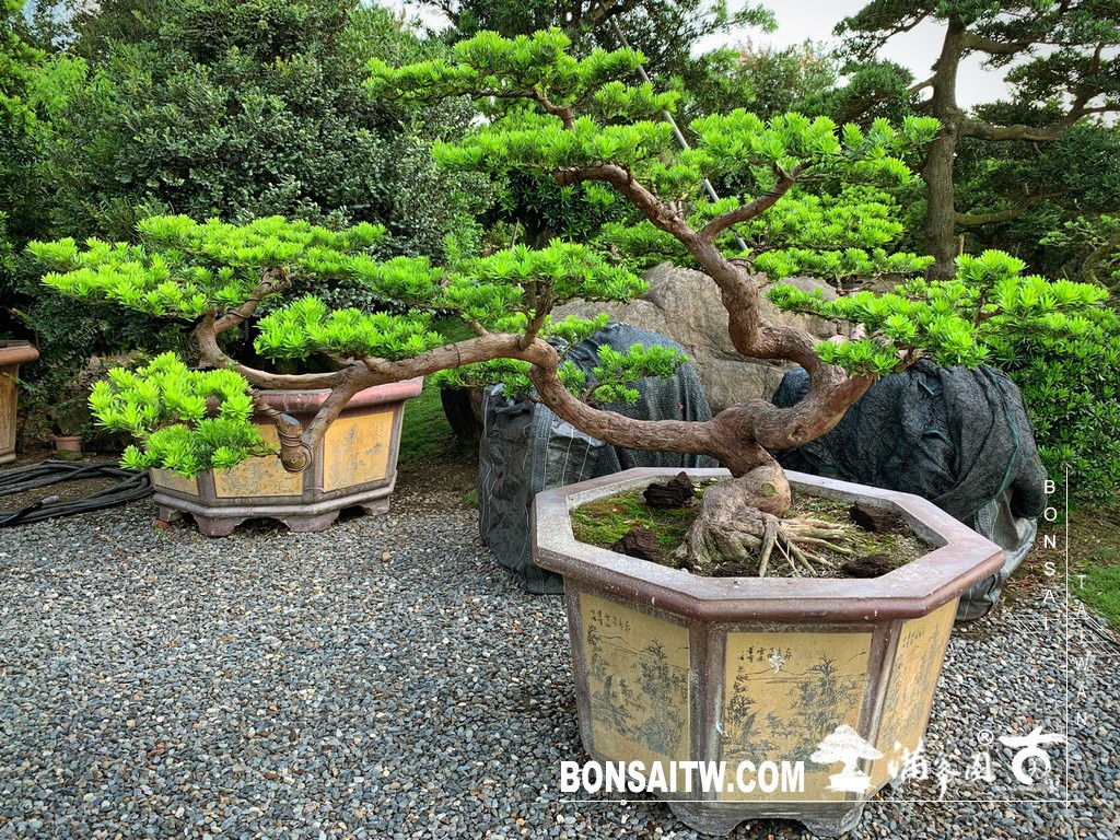 img 6151 [晶鑽羅漢松]等待，是為了下一次的蛻變(72) 蛻變專題(The plan)